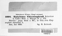 Entyloma chrysosplenii image